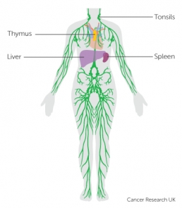 diagram-of-the-lymphatic-system_3